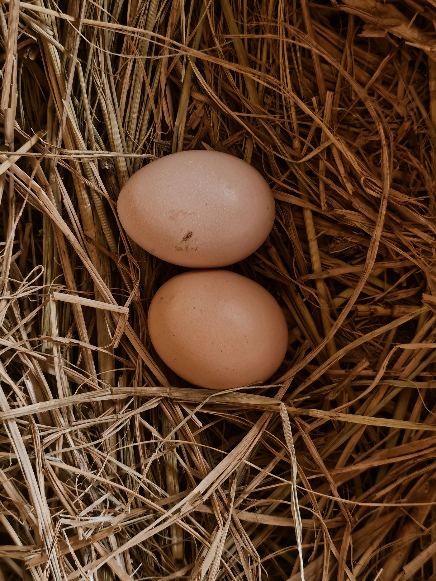 Eier auf Heu