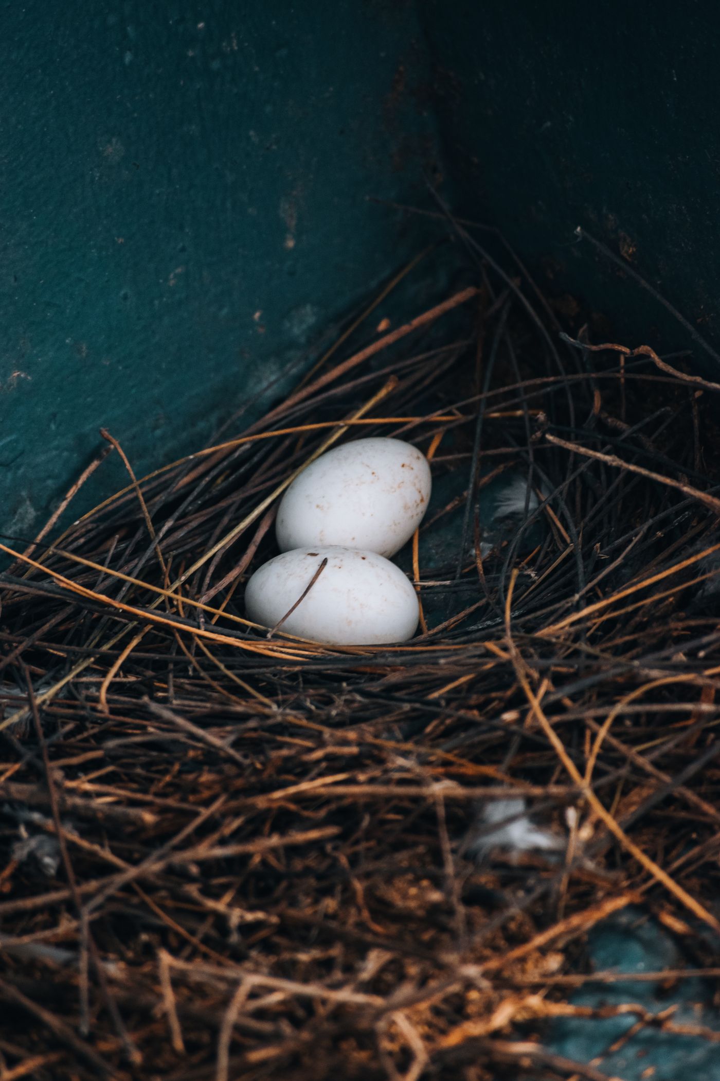 Eier im Nest