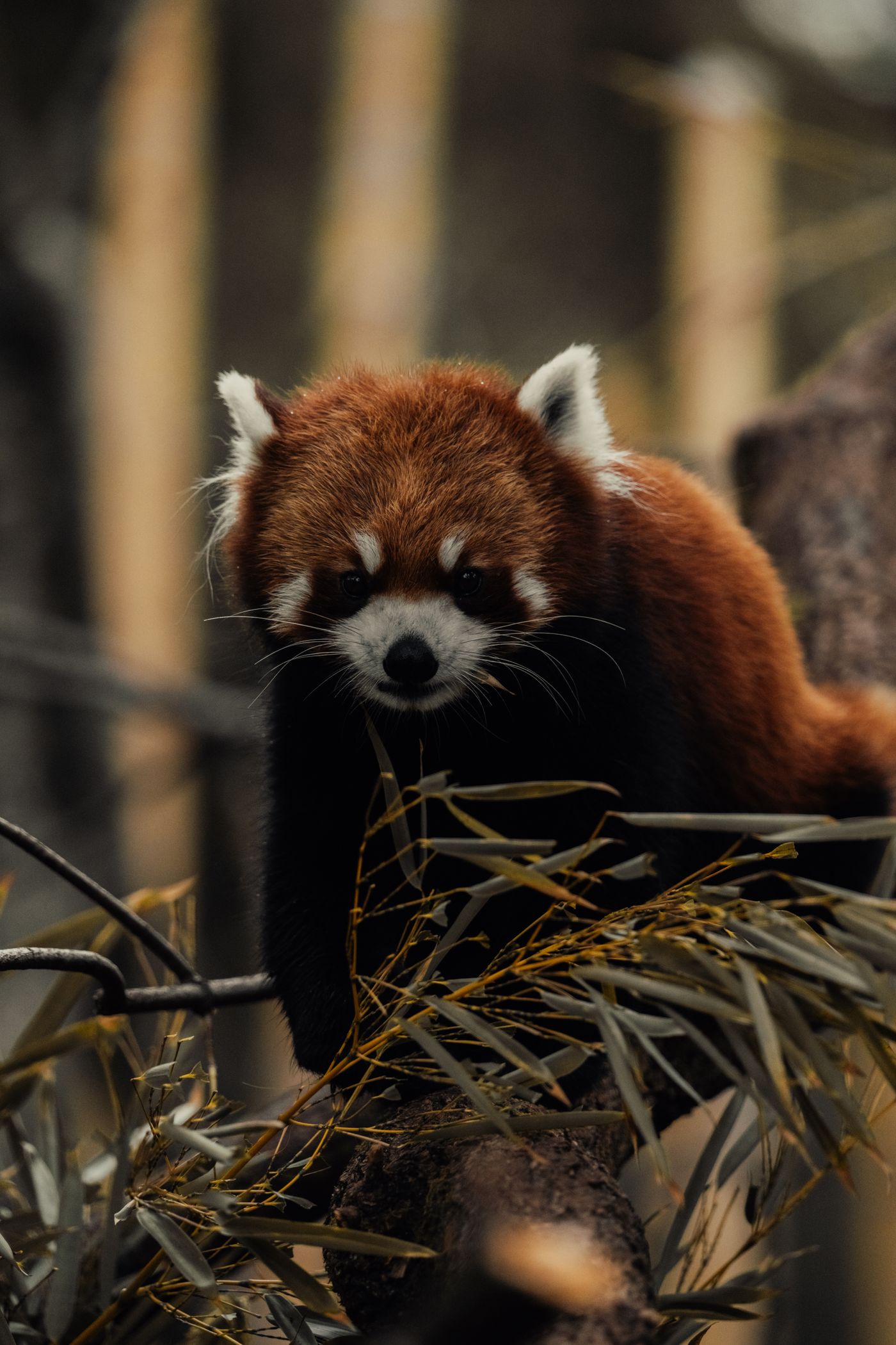 Fuchs schleicht durch das Gras