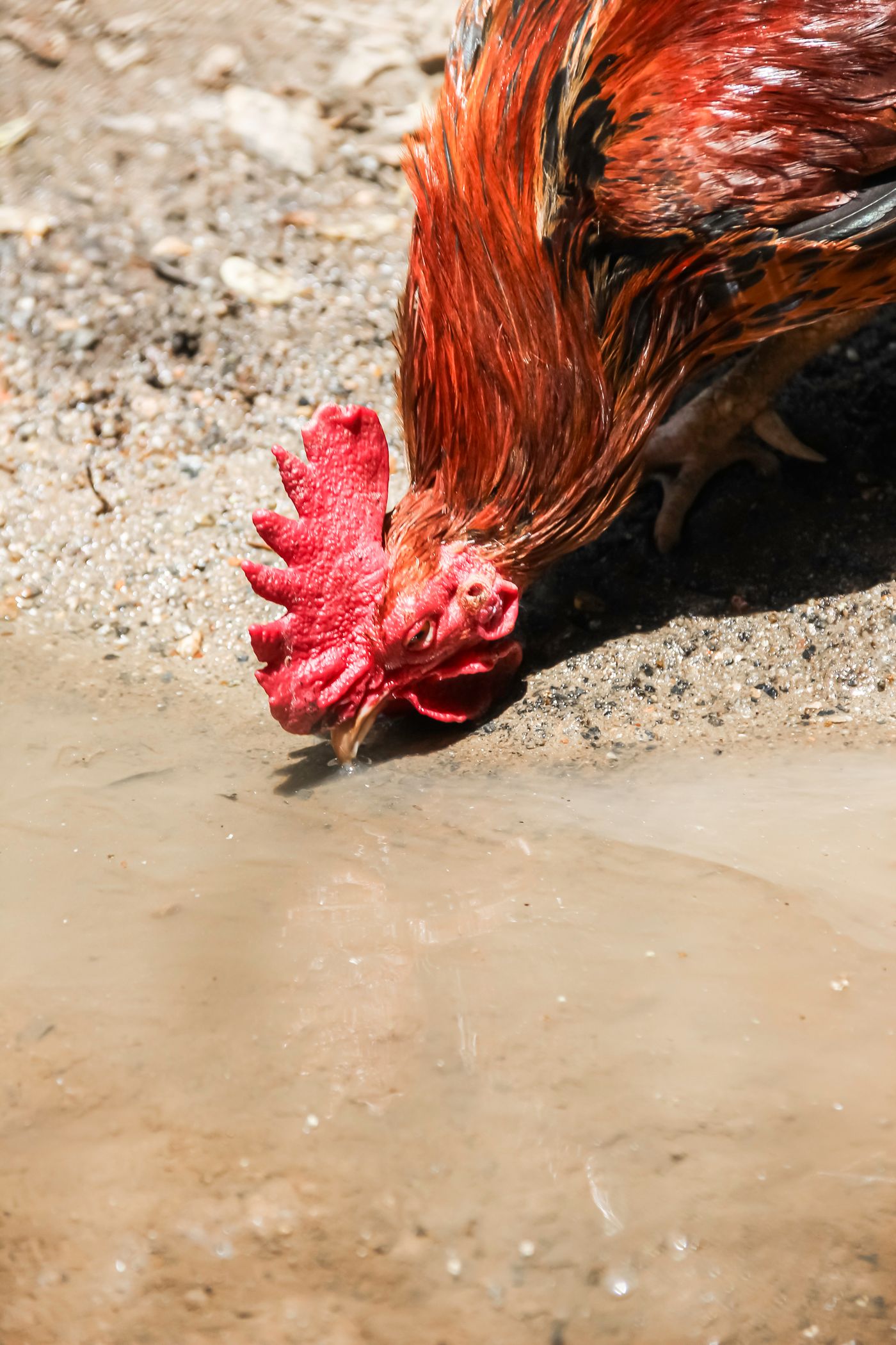Hahn trinkt Wasser im Freien