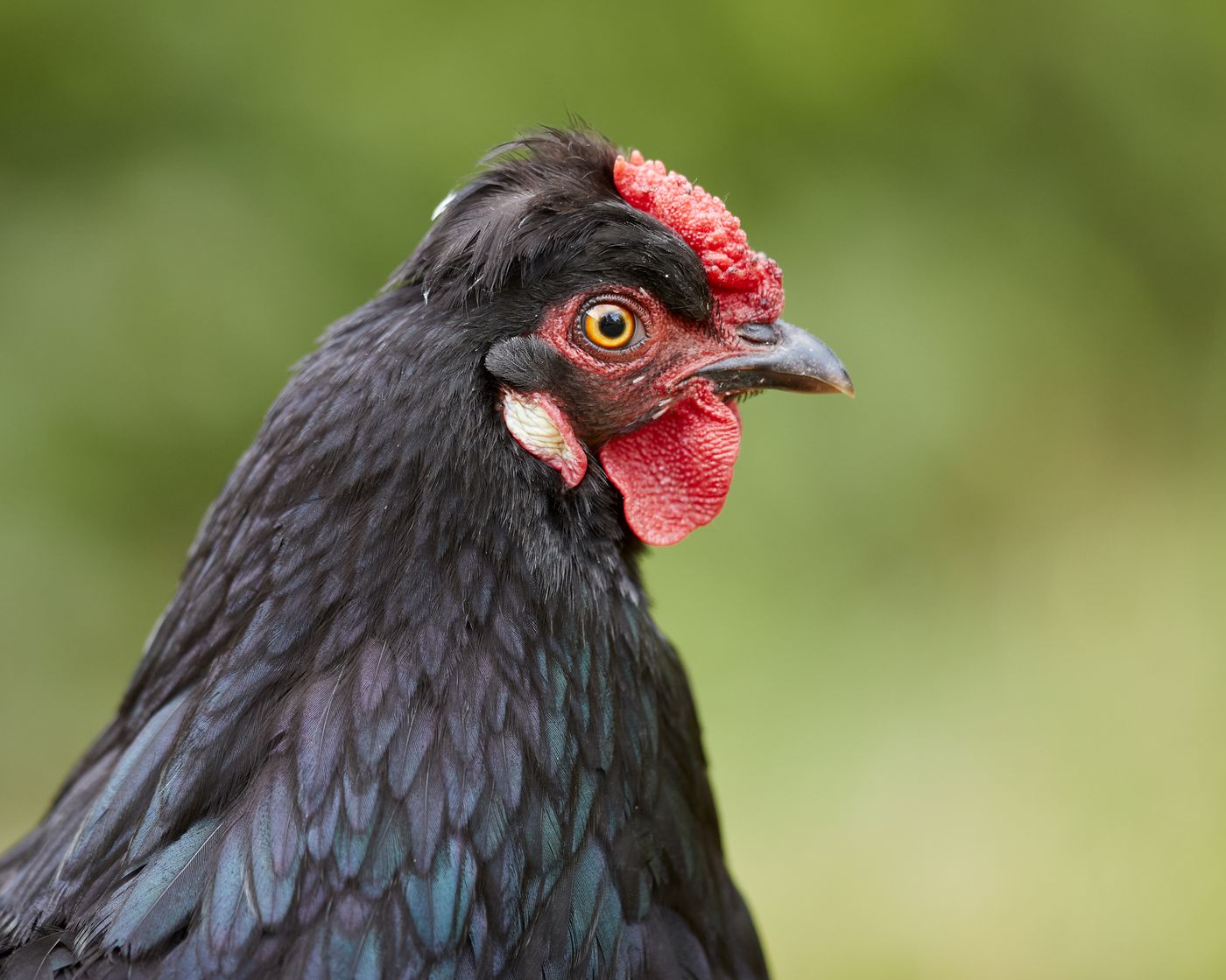 Portrait einer schwarzen Henne mit rotem Kamm