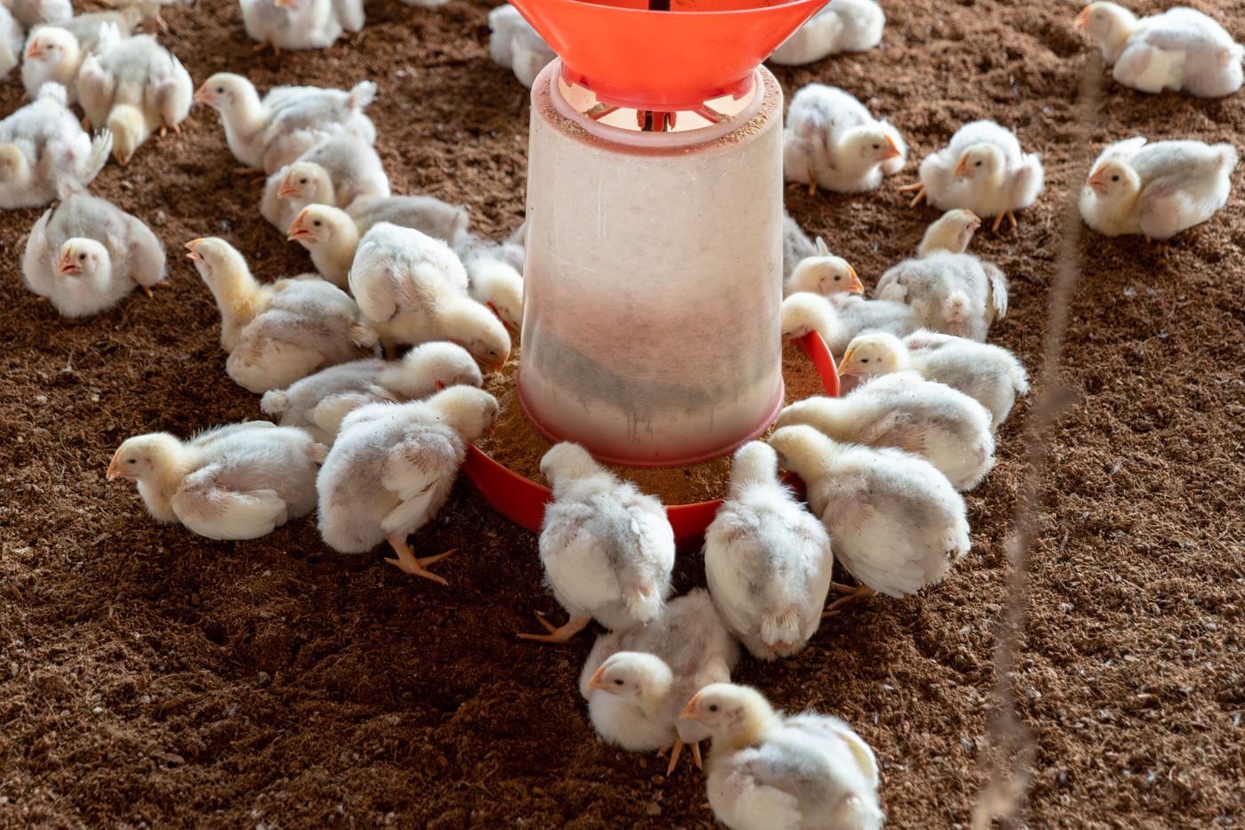 Körnerfutter für Hühner