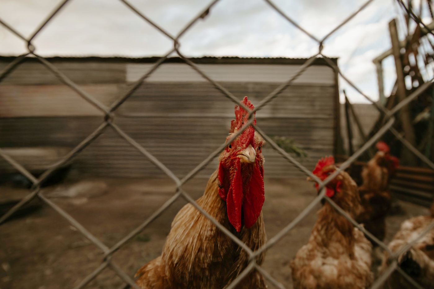 Huhn in einer Hofumgebung