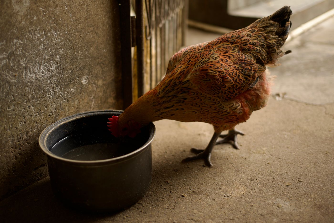 Huhn trinkt Wasser