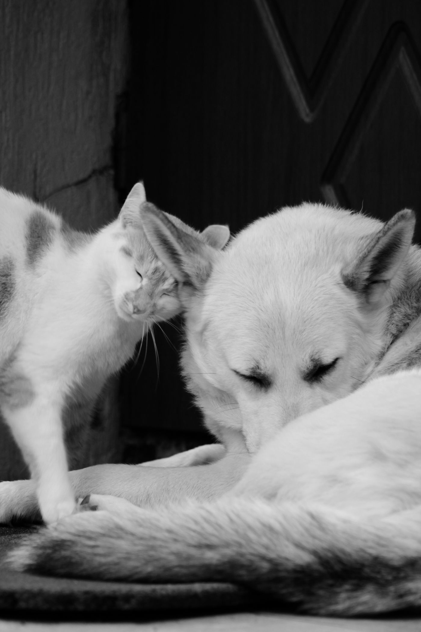 Hund und Katze liegen nebeneinander