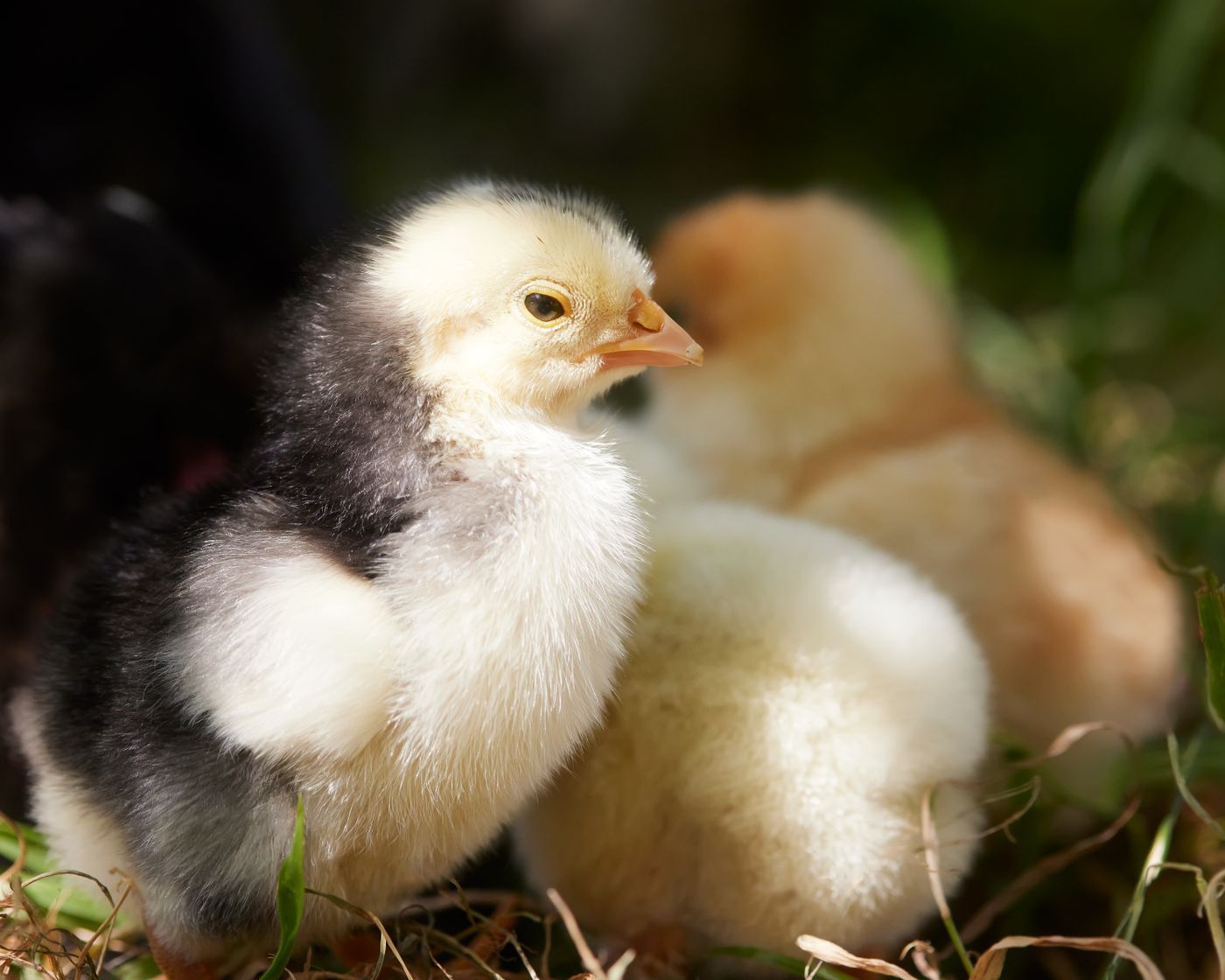 Flauschige Küken in der Frühlingssonne