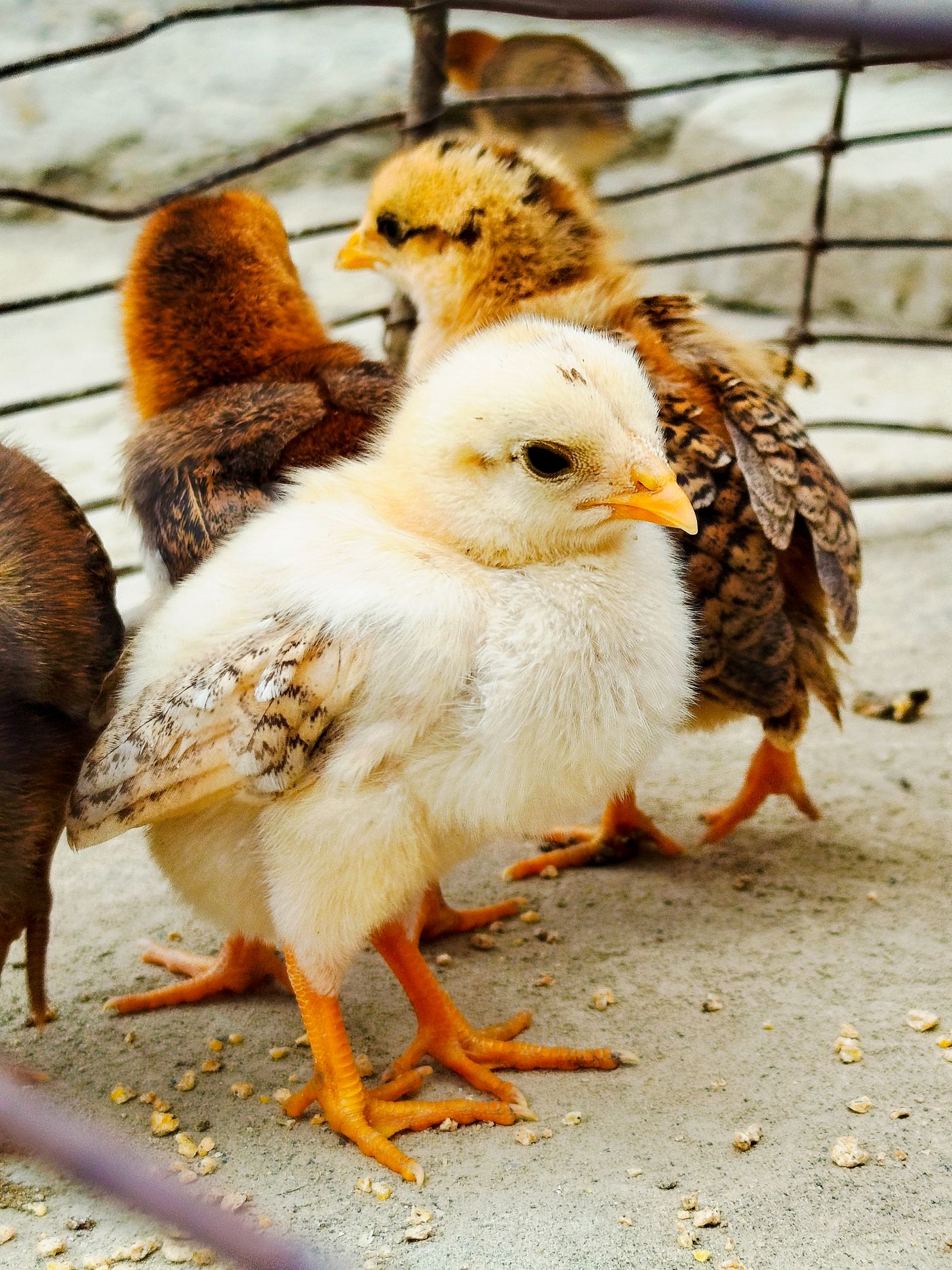 Niedliche Küken im Gehege