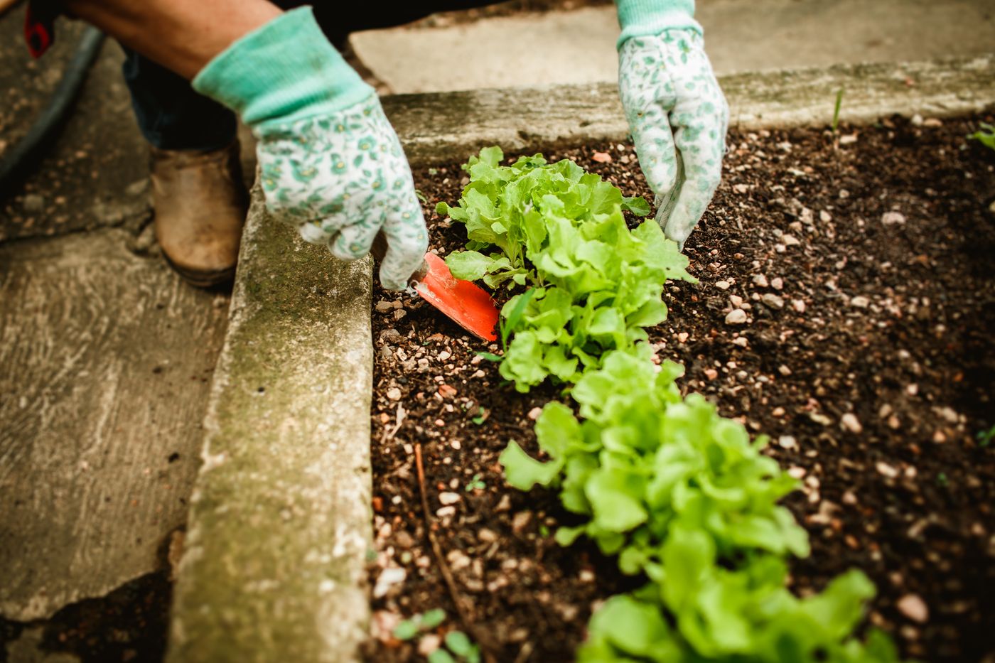 Pflanzen im Gartenbeet