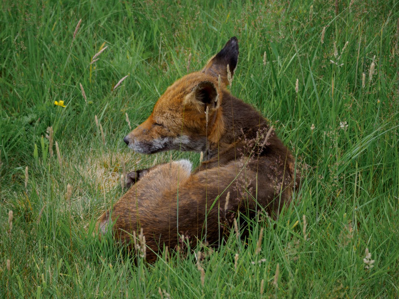 Rotfuchs im Freien