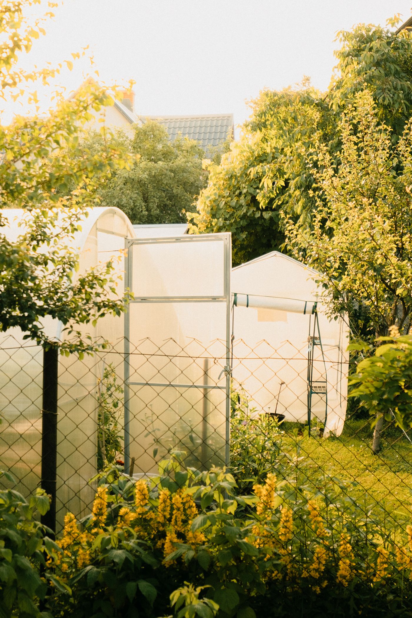 Sonniger Garten mit Gewächshaus