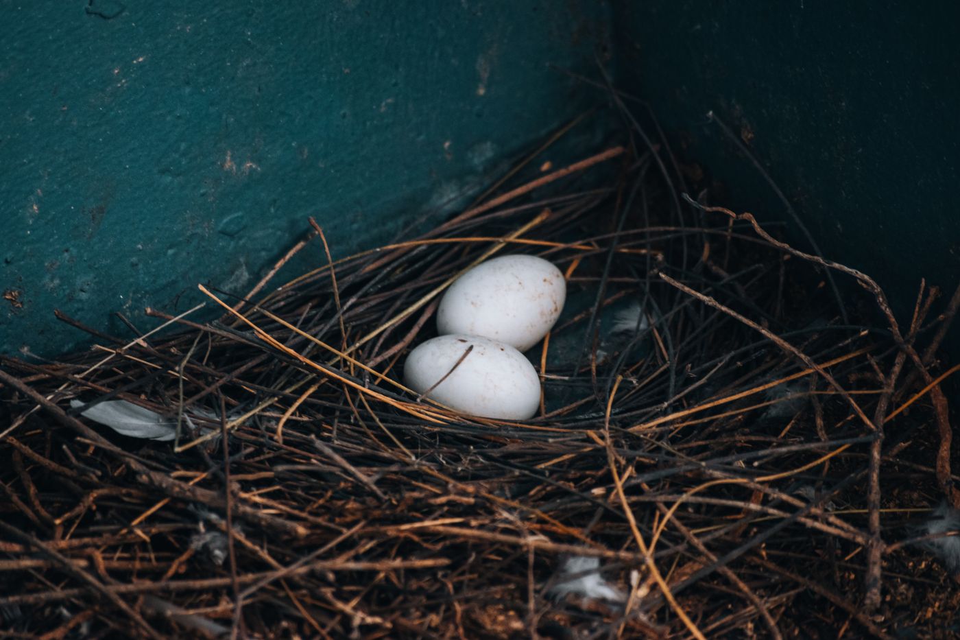 Vogeleier im Nest