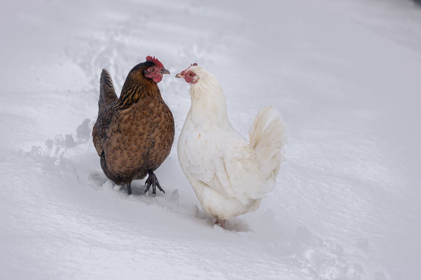 Zwei Hühner in winterlicher Szene